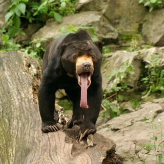 oso lenguilargo