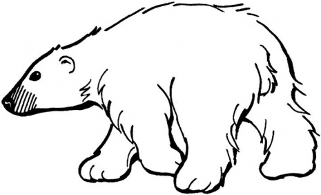dibujo de un oso